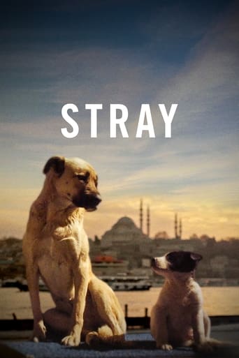 Stray 2020 (ولگرد)