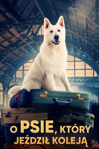 Lampo, the Travelling Dog 2023