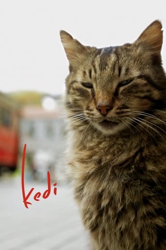 Kedi 2016 (گربه)